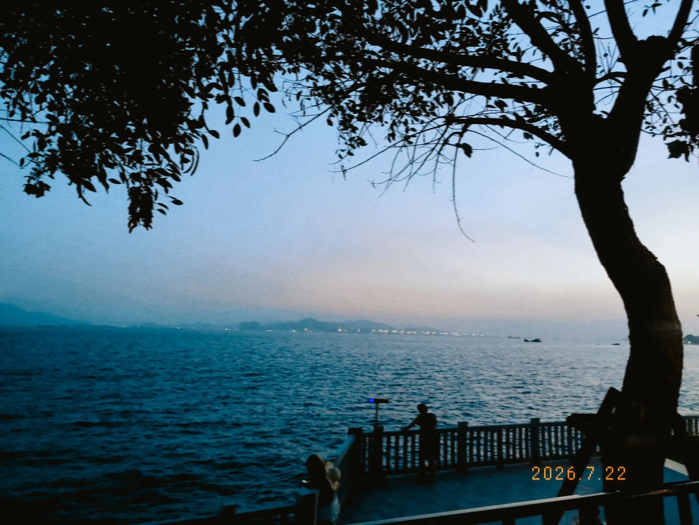 树影下望向遥远的海面